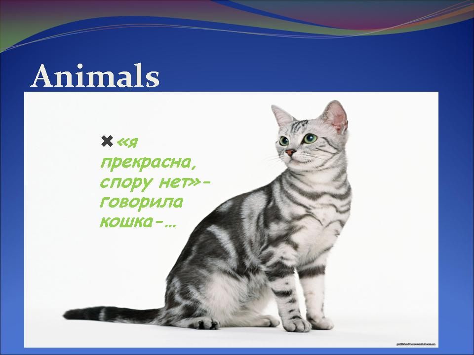 Проект по английскому языку 3 класс на тему домашнего животного